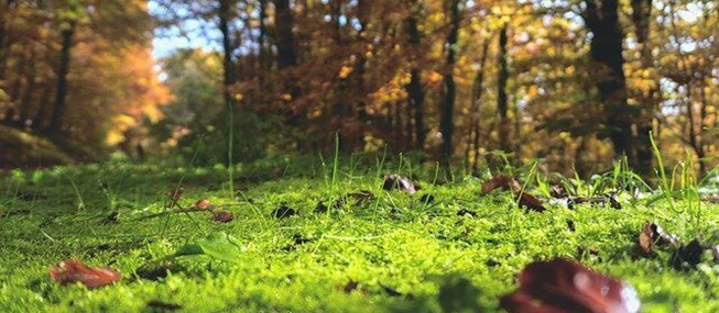 Kerti teendők az őszre – Gondoskodjon a pázsitról is!